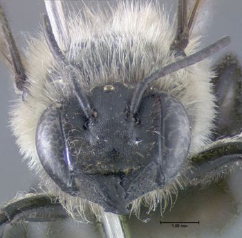 Media type: image;   Entomology 610871 Aspect: head frontal view